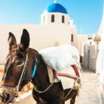 Paseos en burro por Santorini