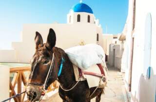 Paseos en burro por Santorini